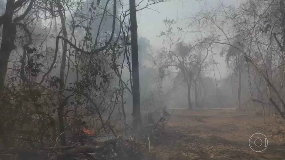 Amazônia tem 1º semestre de 2022 com maior área sob alerta de desmate em 7 anos