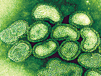 Brasil tem 90 milhões de doses de remédio contra gripe suína